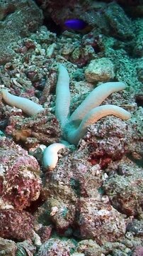 Explore a stunning underwater realm where a white starfish and a blue sea star thrive among colorful corals and rocky seafloors. Witness their beauty in a tranquil marine environment.