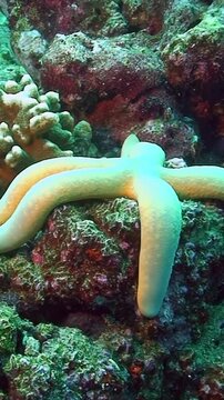 Discover the beauty of a white starfish and a blue sea star in their natural habitat, nestled among colorful corals. A serene underwater world full of life awaits beneath the waves.