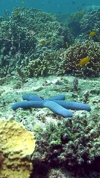 Explore mesmerizing beauty of Choriaster granulatus and Linckia laevigata as they gracefully navigate their vibrant coral reef habitat, revealing wonders of marine life in underwater ecosystem.