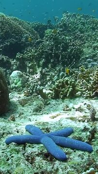 Dive into stunning underwater world where blue sea star gracefully rests on ocean floor while white starfish elegantly blends into vibrant coral garden. Discover marine beauty and tranquility.