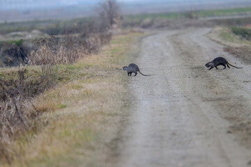 Animals in a nature reserve in the Piedmont countryside