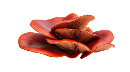 A beautiful arrangement of vibrant red mushrooms showcasing their unique shapes and colors. Ideal for nature enthusiasts and food presentation in culinary art.