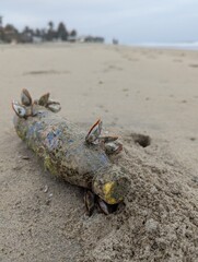 Plastic pollution plastic bottle colonised by nature on a beach