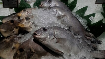 close up of fresh sea fish on frozen ice