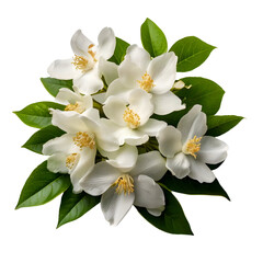 Obraz premium Jasmine isolated on transparent background