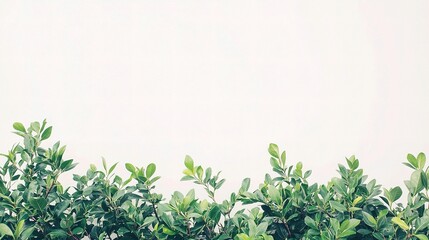 Obraz premium Lush Green Bush with Vibrant Foliage Against White Background