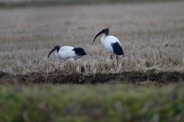 Animals in a nature reserve in the Piedmont countryside