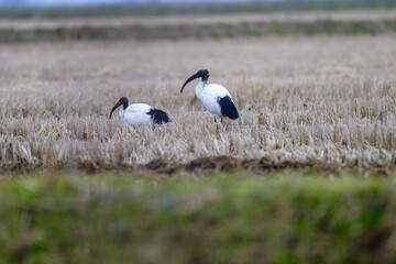 Animals in a nature reserve in the Piedmont countryside