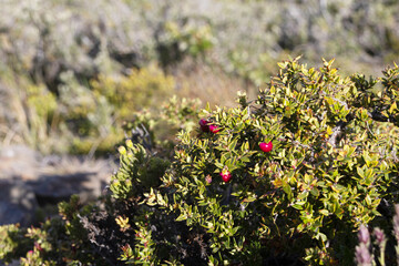 Small shrub native to Patagonia called calafate