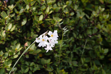 Four white flowers with stripes that resemble a lily flower