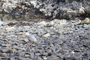 A flightless duck walking on rocks on an island in the Beagle Channel
