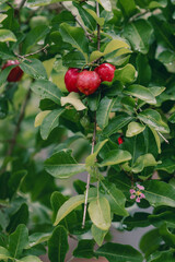 Acerola Red cherries fruit on the bunch in the dew