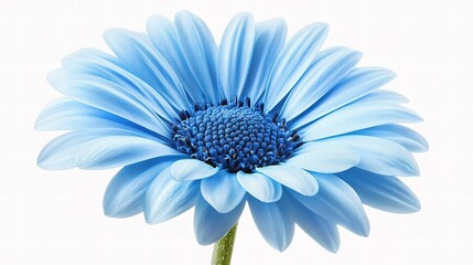 Fototapeta premium Stunning Isolated Blue Flower on White Background in High Resolution