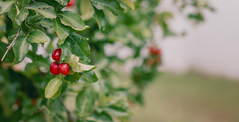 Acerola Red cherries fruit on the bunch in the dew