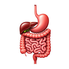 Digestive System Icon - Human Digestive System with Stomach, Intestines, and Liver