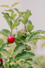 Acerola Red cherries fruit on the bunch in the dew