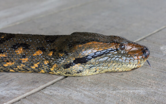 python snake