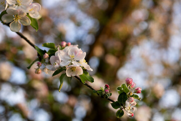 On the branch of an apple tree, open inflorescences on an abstract blurred background