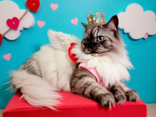 cat and gift box  | Happy Day Valentine&acute;s | Commercial | Cute | Sky Background | Background for a love project  