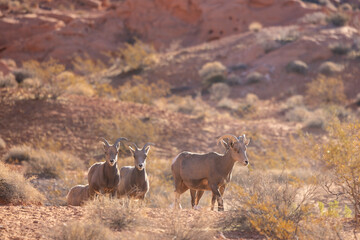 Young Desert Bighorn Sheep Rams in the Nevada Desert
