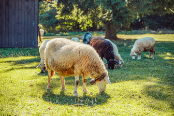 Sheep walks freely on a farm on a sunny day. Eco farm