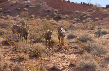 Young Desert Bighorn Sheep Rams in the Nevada Desert