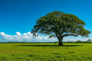 A lone tree in the middle of a grassy field under a blue sky