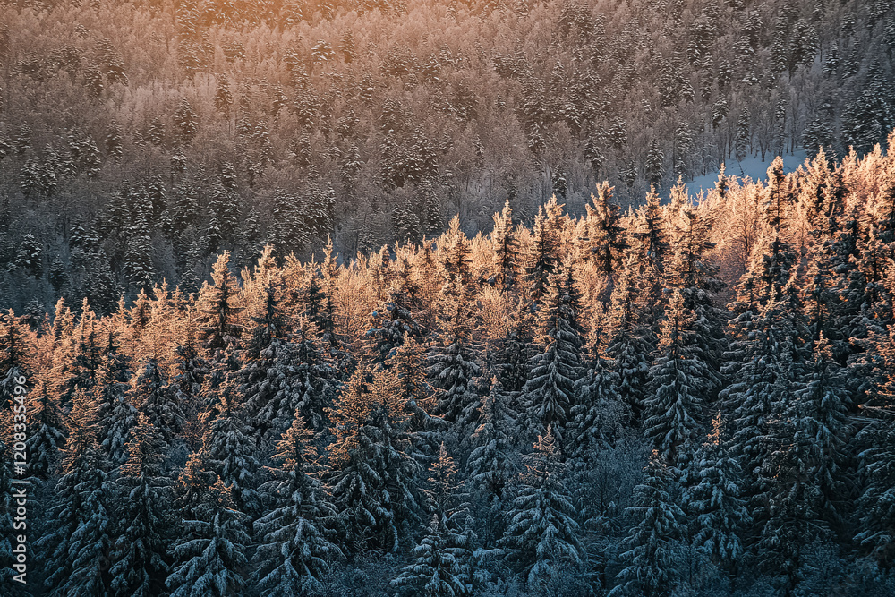 Poster snowy forest with trees covered in snow. the trees are tall and spread out, creating a serene and pe