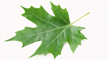 Fototapeta premium Isolated Green Leaf on White Background for Nature Concepts