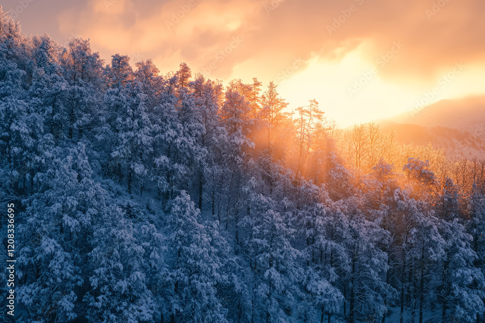 Poster snowy mountain with trees covered in snow. the sun is shining through the trees, creating a warm and