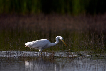 Silberreiher // Great egret (Ardea alba)