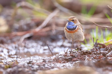 Slavík modráček, Bluethroat (Luscinia svecica) Czech republic