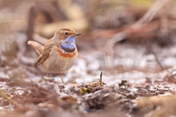 Slavík modráček, Bluethroat (Luscinia svecica) Czech republic