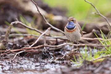 Slavík modráček, Bluethroat (Luscinia svecica) Czech republic