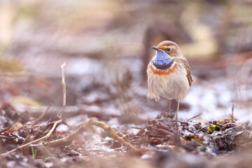Slavík modráček, Bluethroat (Luscinia svecica) Czech republic