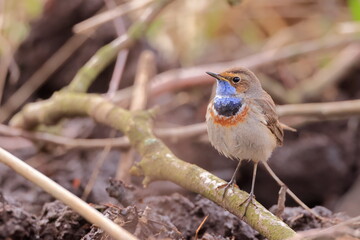 Slavík modráček, Bluethroat (Luscinia svecica) Czech republic