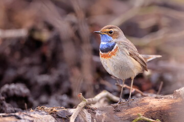 Slavík modráček, Bluethroat (Luscinia svecica) Czech republic