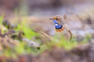 Slavík modráček, Bluethroat (Luscinia svecica) Czech republic