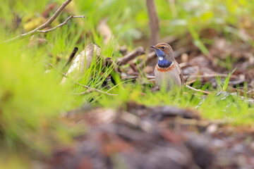 Slavík modráček, Bluethroat (Luscinia svecica) Czech republic