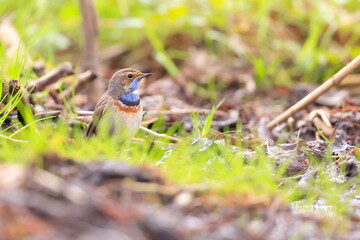 Slavík modráček, Bluethroat (Luscinia svecica) Czech republic