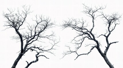 Fototapeta premium Intricate Patterns of Dead Trees with Unique Branch Designs