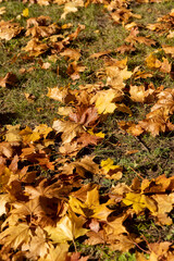 fallen yellowed maple leaves , sunny weather in the park