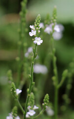 The medicinal plant Verbena officinalis grows in nature