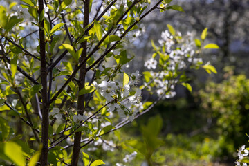 sunny weather in an orchard with cherries