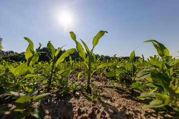green corn field with young sweet corn sprouts