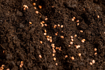 seeds of several varieties of radishes sown in fertile soil