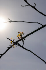 sunny weather in an orchard with walnuts