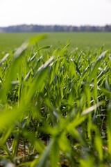 green sprouts of frost  resistant wheat, close  up