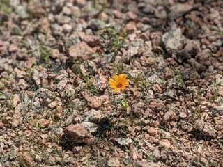 Single African Daisy Growing Through Rocky Desert Soil in Phoenix, Arizona