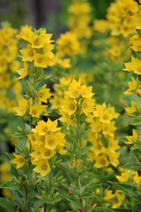 Yellow lysimachia flowers bloom in nature